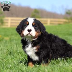 Jake, Bernese Mountain Dog Puppy